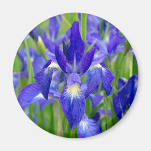 Blue Iris Blume Magnet