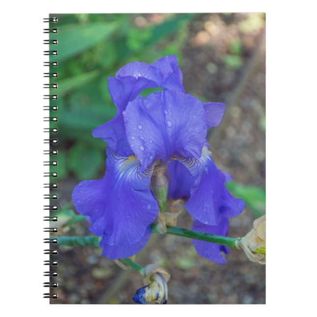 Blue Iris Blume Notebook Notizblock (Vorderseite)