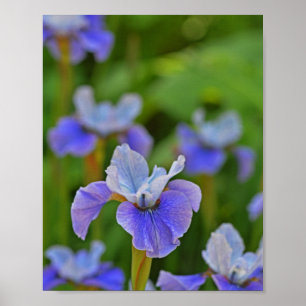 Blue Iris Blume Portrait Botanische Fotografie Poster