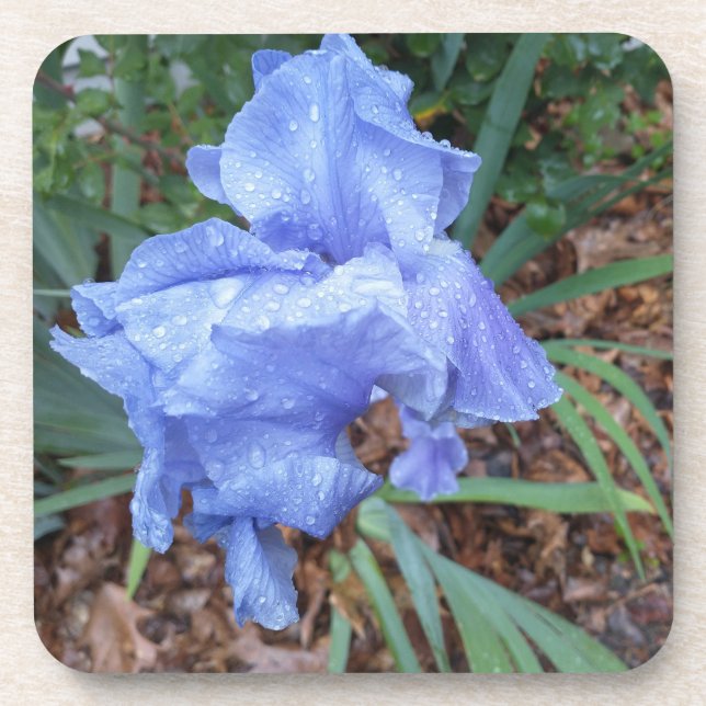 Blue Iris Getränkeuntersetzer (Vorderseite)
