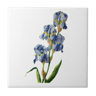 Blue Iris Gezeichnet von Gerard van Spaendon aus d Fliese