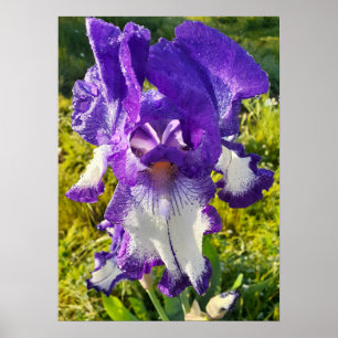 Blue Iris Irish White Blumenblume Garden Poster