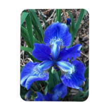 Blue Iris