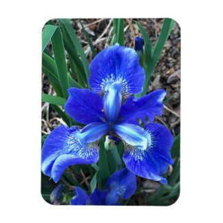 Blue Iris Magnet