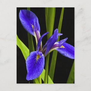 Blue Iris Postcard Postkarte