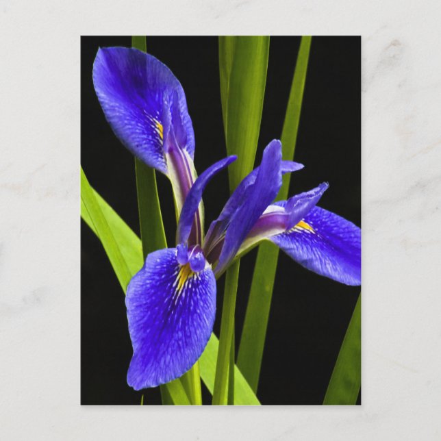 Blue Iris Postcard Postkarte (Vorderseite)