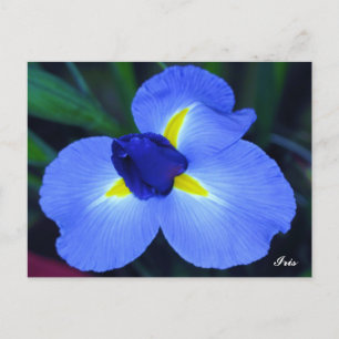 Blue Iris Postcard Postkarte