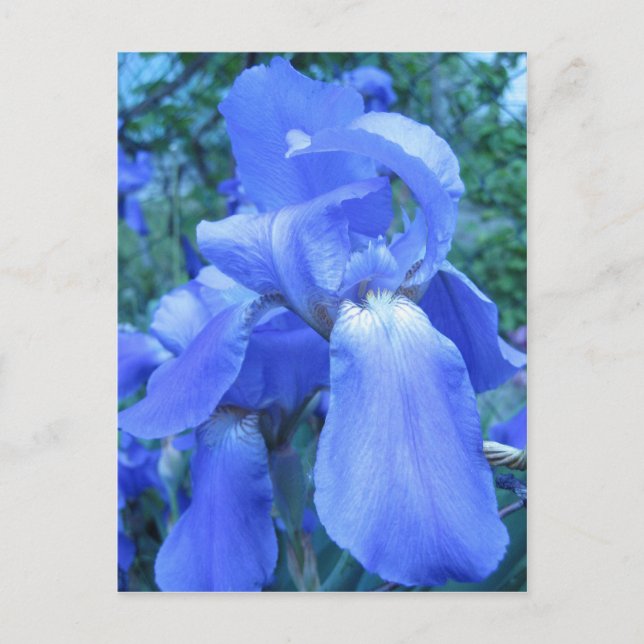 Blue Iris Postkarte (Vorderseite)