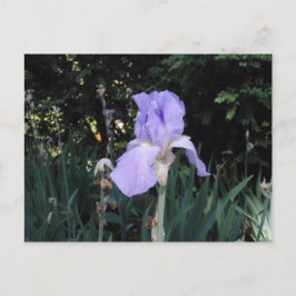 Blue Iris Postkarte