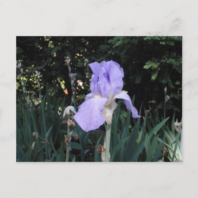 Blue Iris Postkarte (Vorderseite)