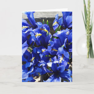 Blue Iris Reticulata (Iris-Netzverbindung) Karte