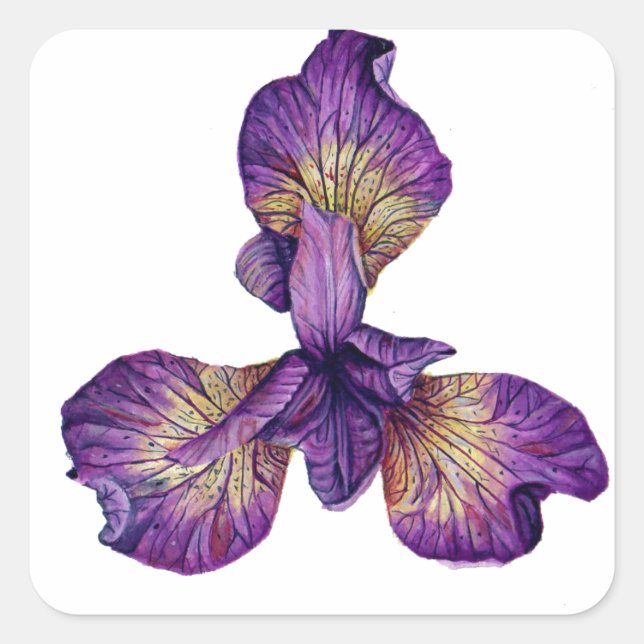 Blue Iris Siberica Blume Quadratischer Aufkleber (Vorderseite)