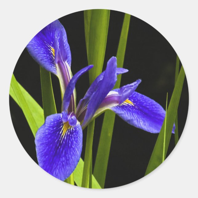 Blue Iris Sticker (Vorderseite)