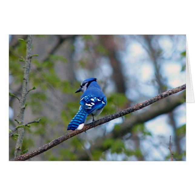 Blue Jay (Vorderseite (Horizontal))