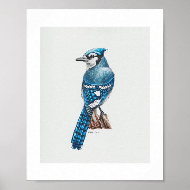 Blue Jay Art Print Poster (Vorne)