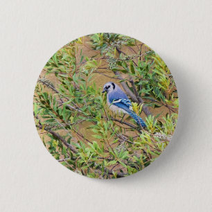 Blue Jay auf Wax Myrtle Button