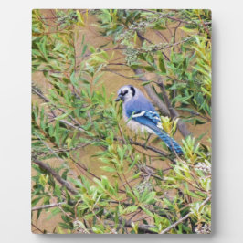 Blue Jay auf Wax Myrtle Fotoplatte