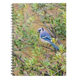 Blue Jay auf Wax Myrtle Notizblock