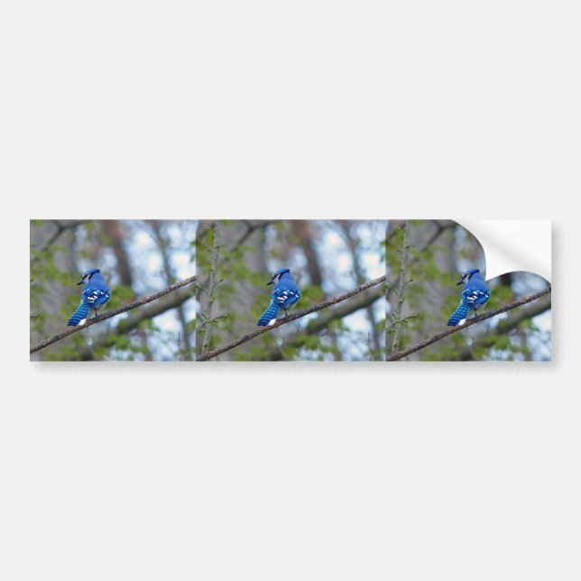 Blue Jay Autoaufkleber (Vorne)