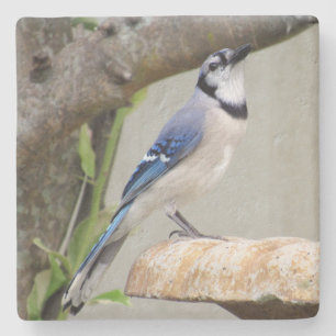 Blue Jay - Backyard Bird Series -    Untersetzer