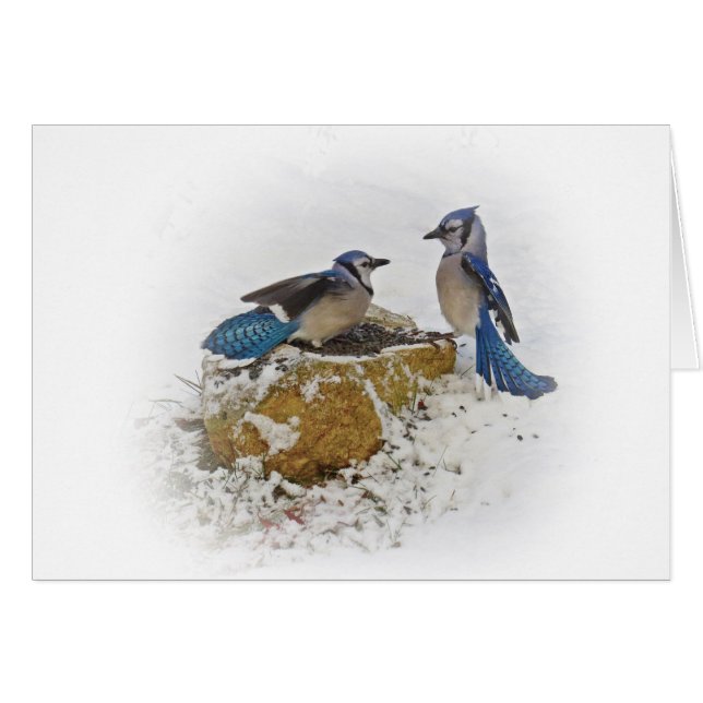 Blue Jay Battle (Vorderseite (Horizontal))