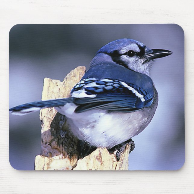 Blue Jay Bird Liebhaber Mousepad (Vorne)