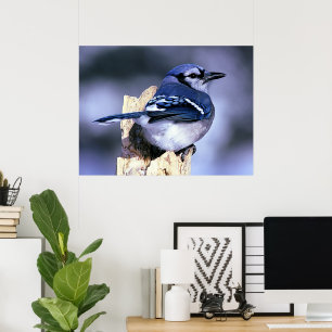 Blue Jay Bird Liebhaber Poster