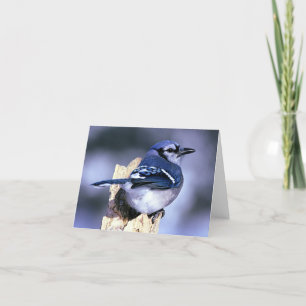 Blue Jay Bird Lovers Karte