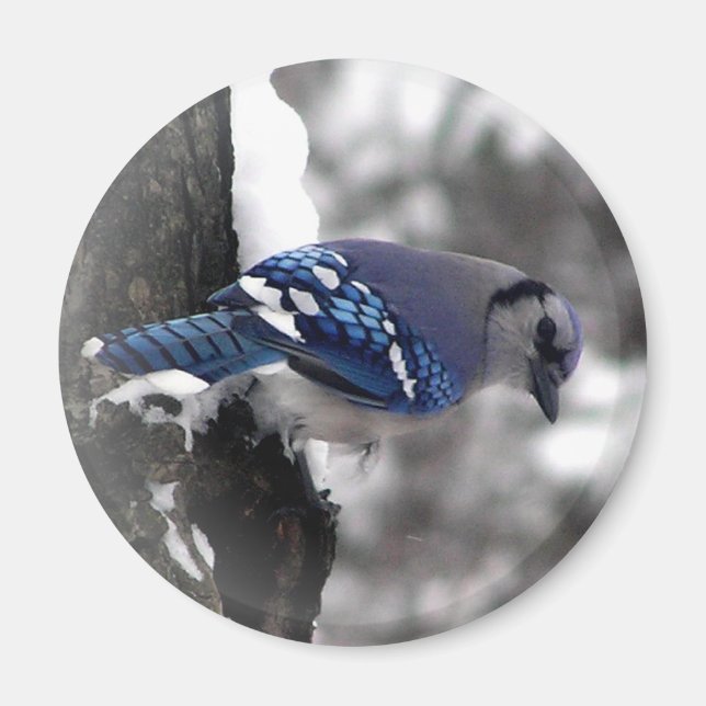 Blue Jay Bird Magnet (Vorne)