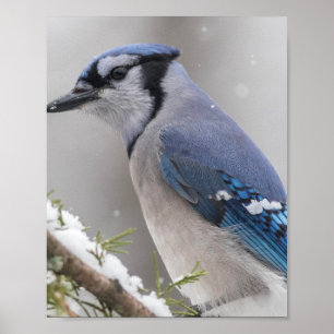 Blue Jay Bird Poster