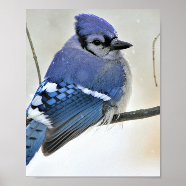 Blue Jay Bird Poster (Vorne)
