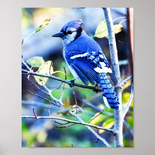 Blue Jay Bird Poster (Vorne)