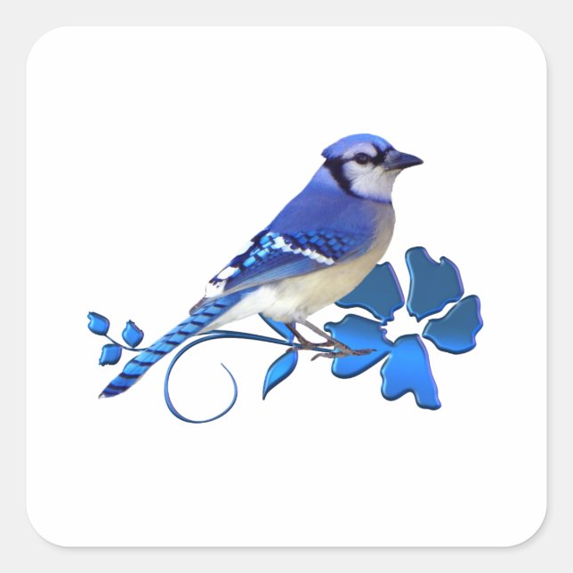 Blue Jay Bird Quadratischer Aufkleber (Vorderseite)
