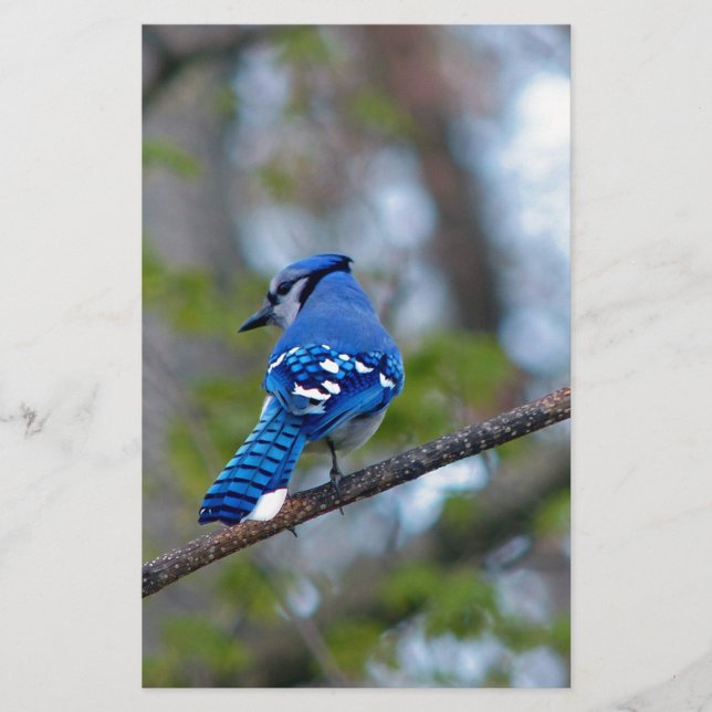 Blue Jay Briefpapier (Vorderseite)