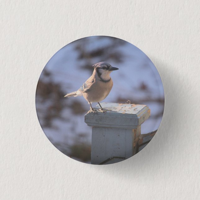 Blue Jay Button (Vorderseite)