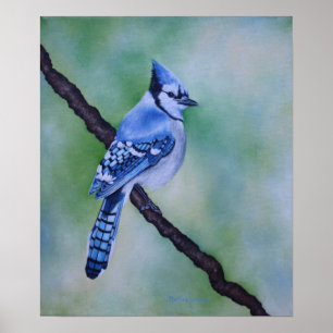 Blue Jay Canvas Print Poster