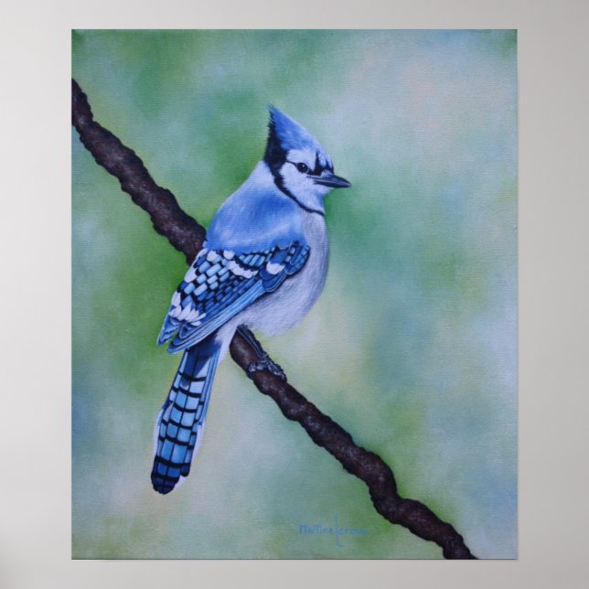 Blue Jay Canvas Print Poster (Vorne)