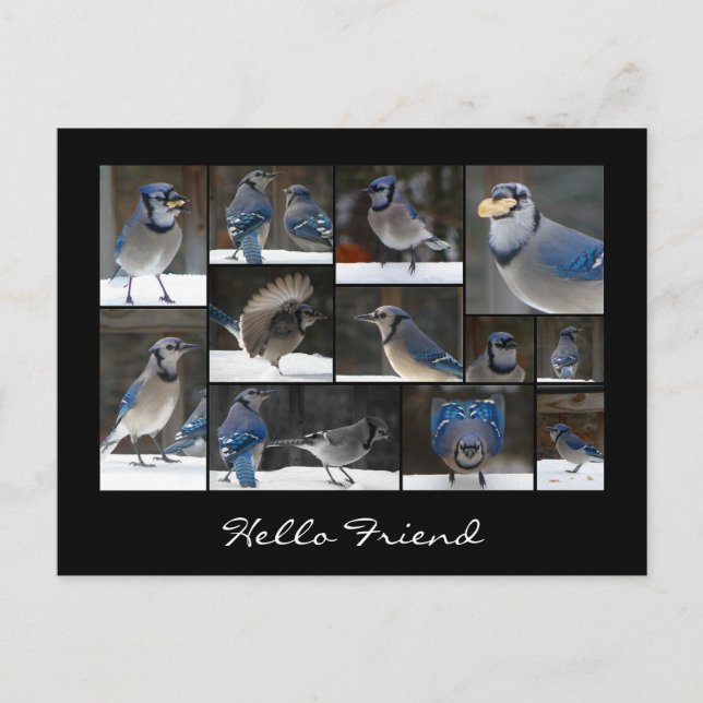 Blue Jay Collage Postcard Postkarte (Vorderseite)