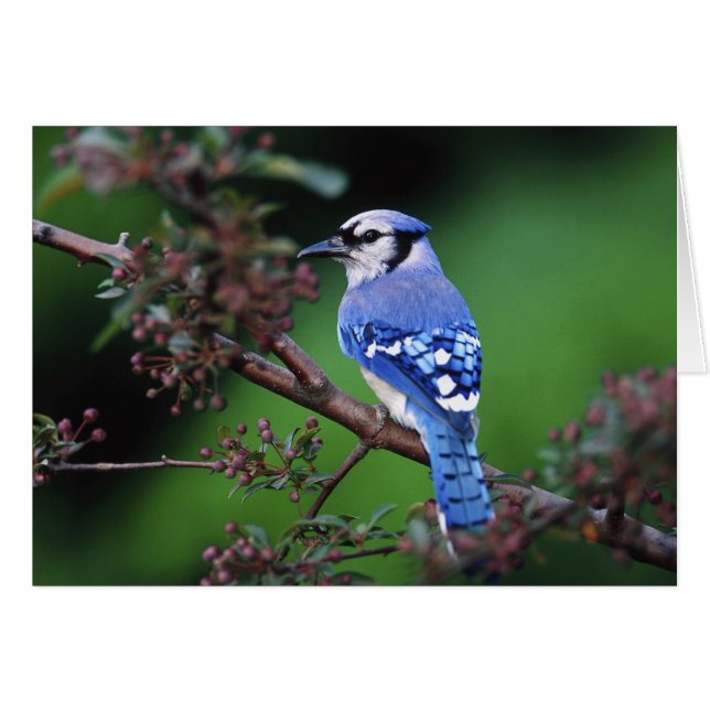Blue Jay, Cyaoncitta cristata (Vorderseite (Horizontal))