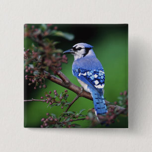Blue Jay, Cyaoncitta cristata Button