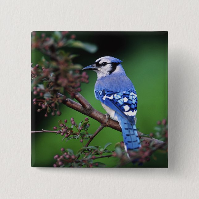Blue Jay, Cyaoncitta cristata Button (Vorderseite)