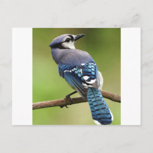Blue Jay denkt an deine Freundin Mama Papa Postkarte