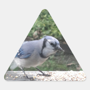 Blue Jay Dreieckiger Aufkleber