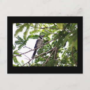 Blue Jay Foto Postcard Postkarte