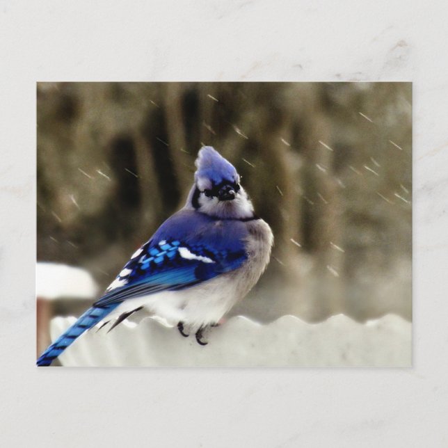 Blue Jay Foto Postkarte (Vorderseite)
