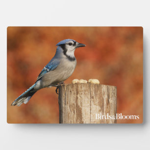 Blue Jay Fotoplatte
