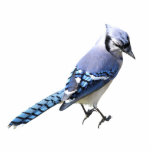 Blue Jay Freistehende Fotoskulptur<br><div class="desc">Ein Bild einer blauen Jay</div>