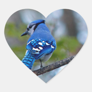 Blue Jay Herz-Aufkleber