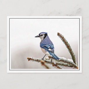Blue Jay im Winter Postkarte