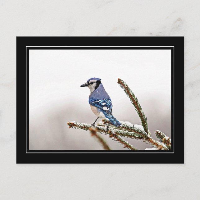 Blue Jay im Winter Postkarte (Vorderseite)